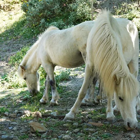 Skyros Refuge Kalamitsa