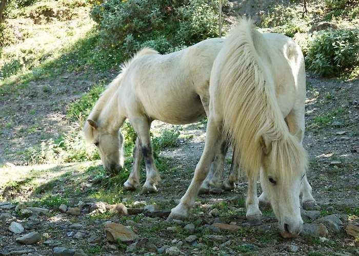 Skyros Refuge Kalamitsa